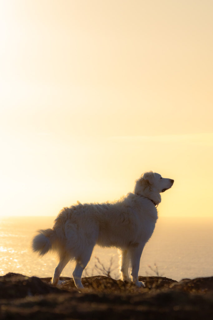 A large white dog stands silhouetted against a bright yellow sunrise.