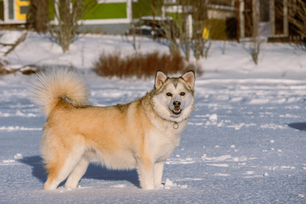 Luna, a short husky with fawn coloured fur, looks at the camera from side profile while standing in the snow.