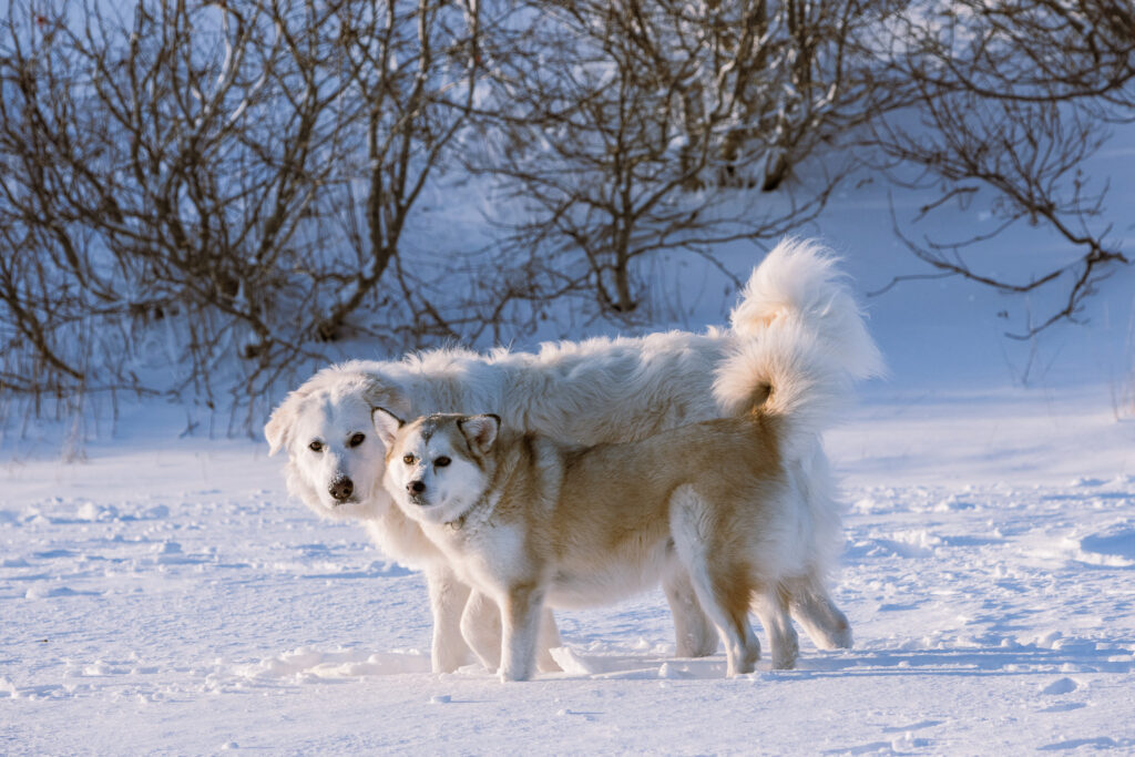 Lyra, a large white mountain dog, and Luna, a small husky, stand next to each other in the exact same spot and position, both looking at the camera with their faces next to each other.