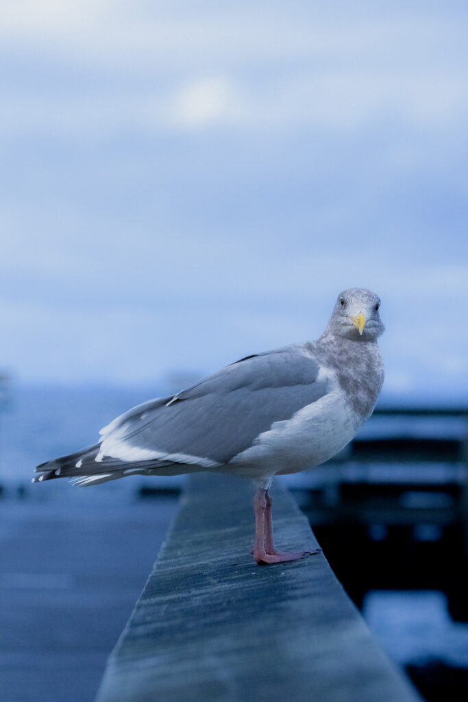 A seagull perched on a pier banister, body facing right with its face pointed directly at the camera. Its mouth is comically long in the photo, despite a blue and serious hue.