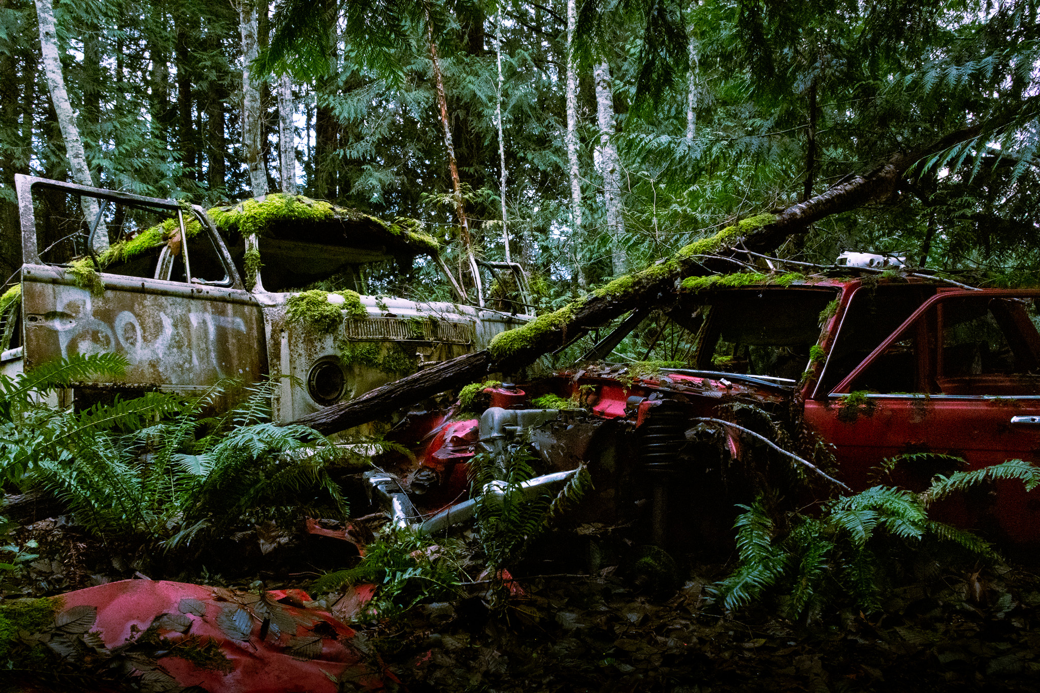 An old VW Wagon and an old red sudan stripped of parts and left to rust in the middle of a forest, each vehicle covered in moss. The red car has a thin tree felled on it.