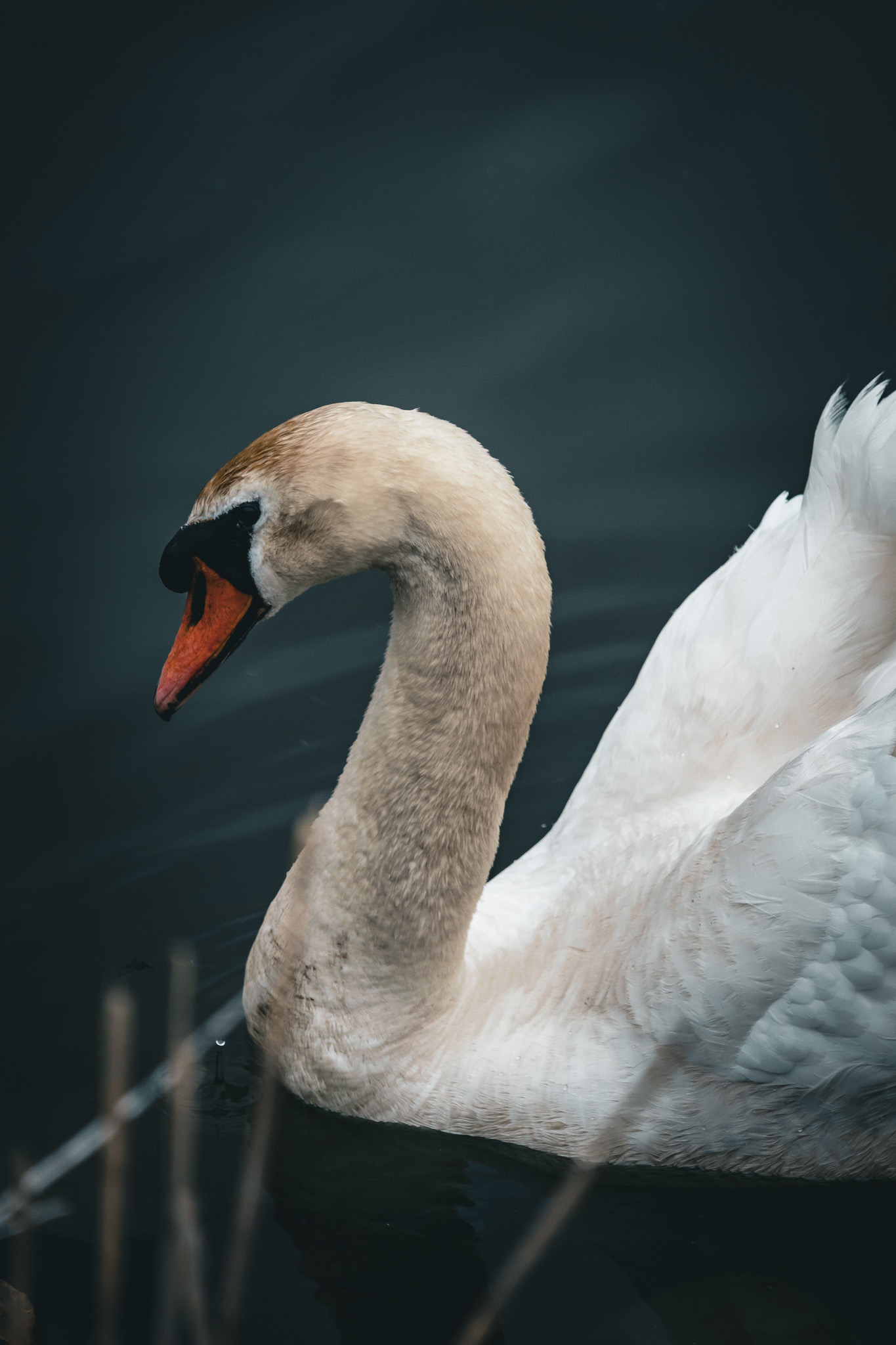 A side portrait of Harry the Trumpeter Swan against dark blue water. Only his front half is visible.