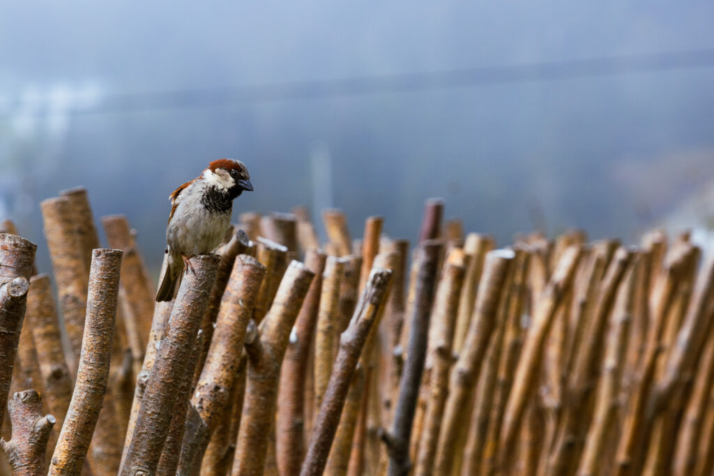 A small bird looks at the camera from it's perch, a fence made of thin sawed-off branches. Blue fog blurs the background.