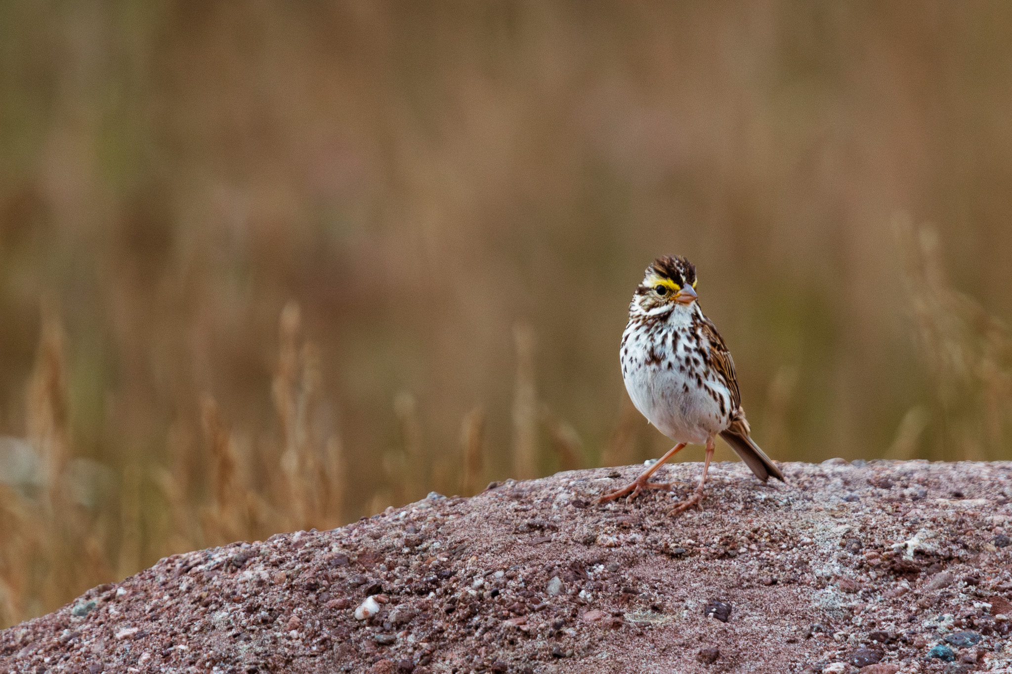 A small bird is perched on a rock with blurred grass in the background. It looks directly at the camera with curiosity.