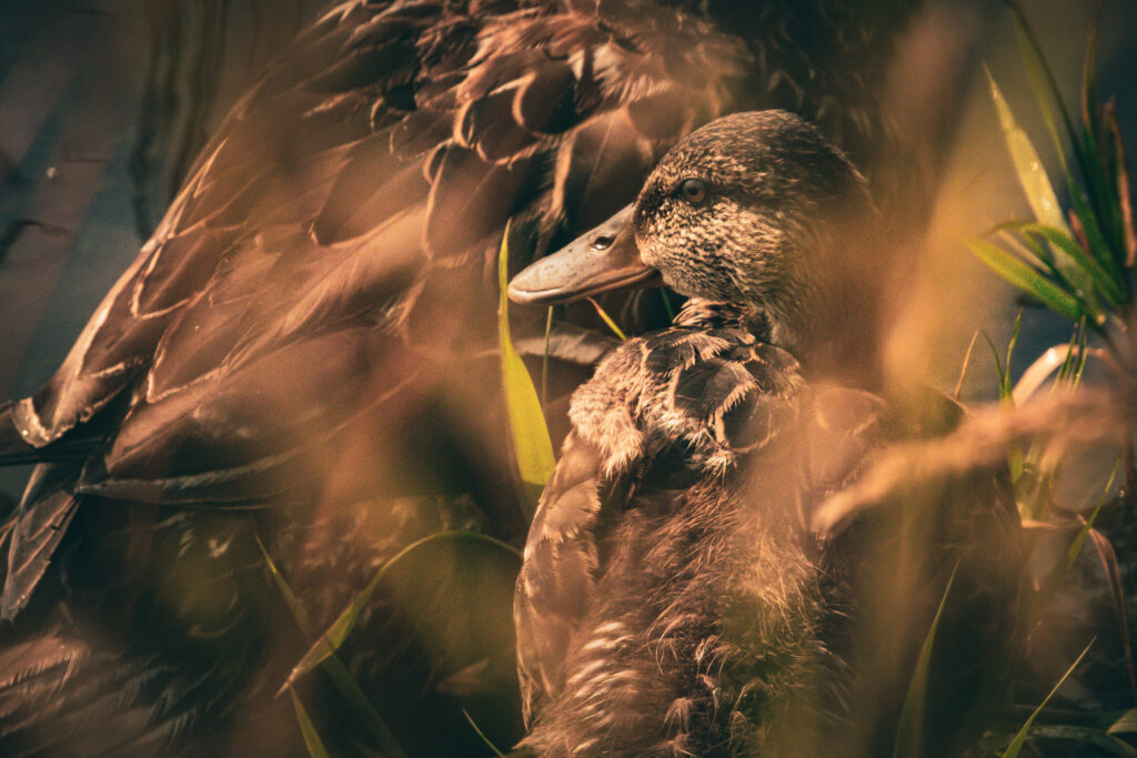 A young female mallard duck looks at the camera while staying safe, close to her mother. Blurred tall grass in the foreground.