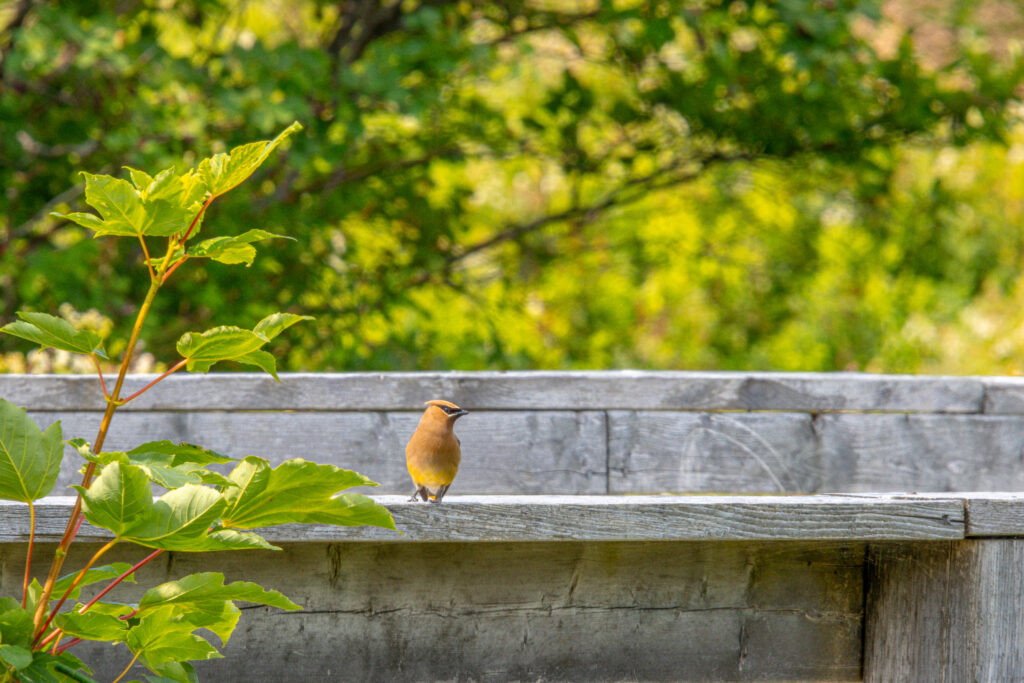 A yellow waxwing bird perches on a wood railing next to foliage in the summer sun.