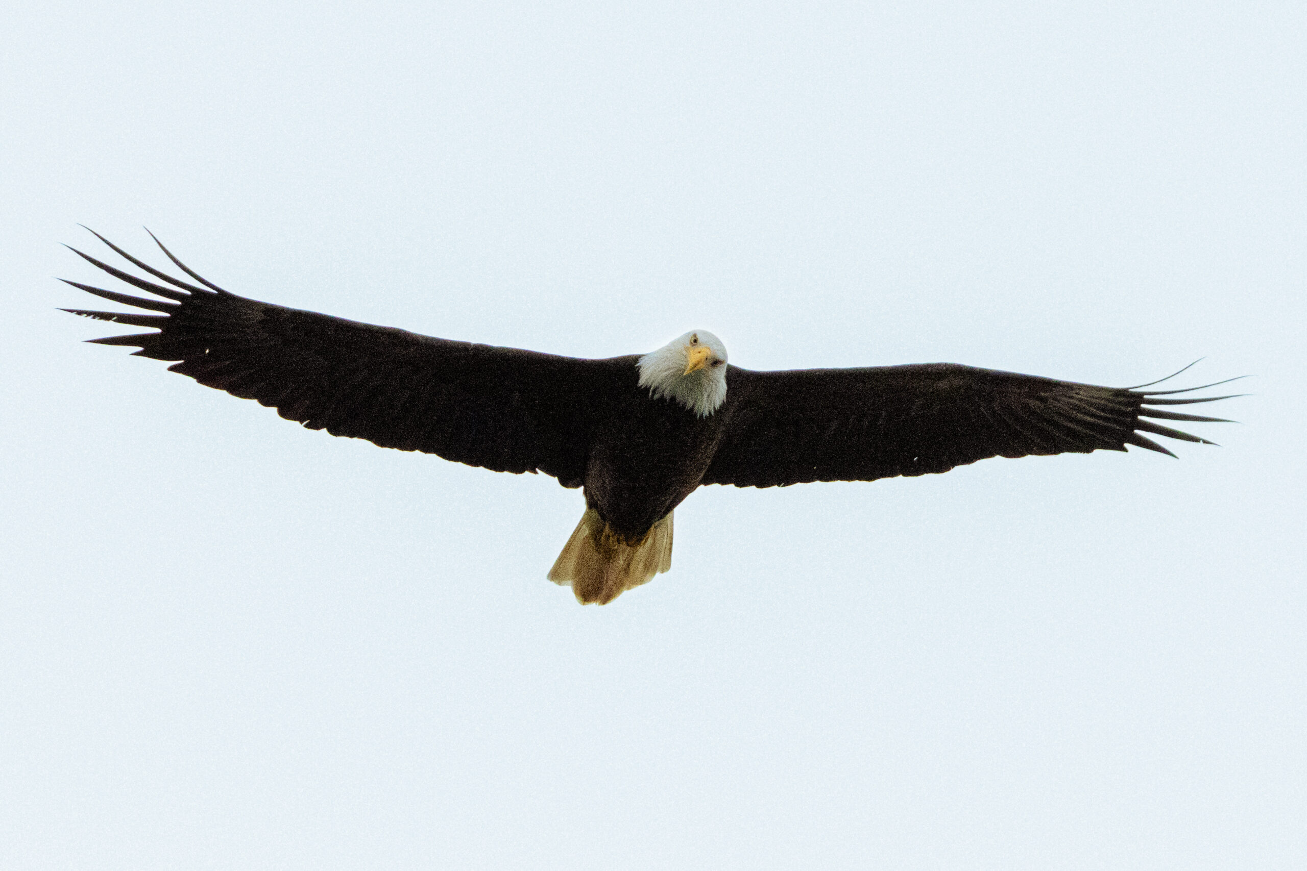 A bald eagle flies overhead, wings outstretched, looking down directly at the camera.