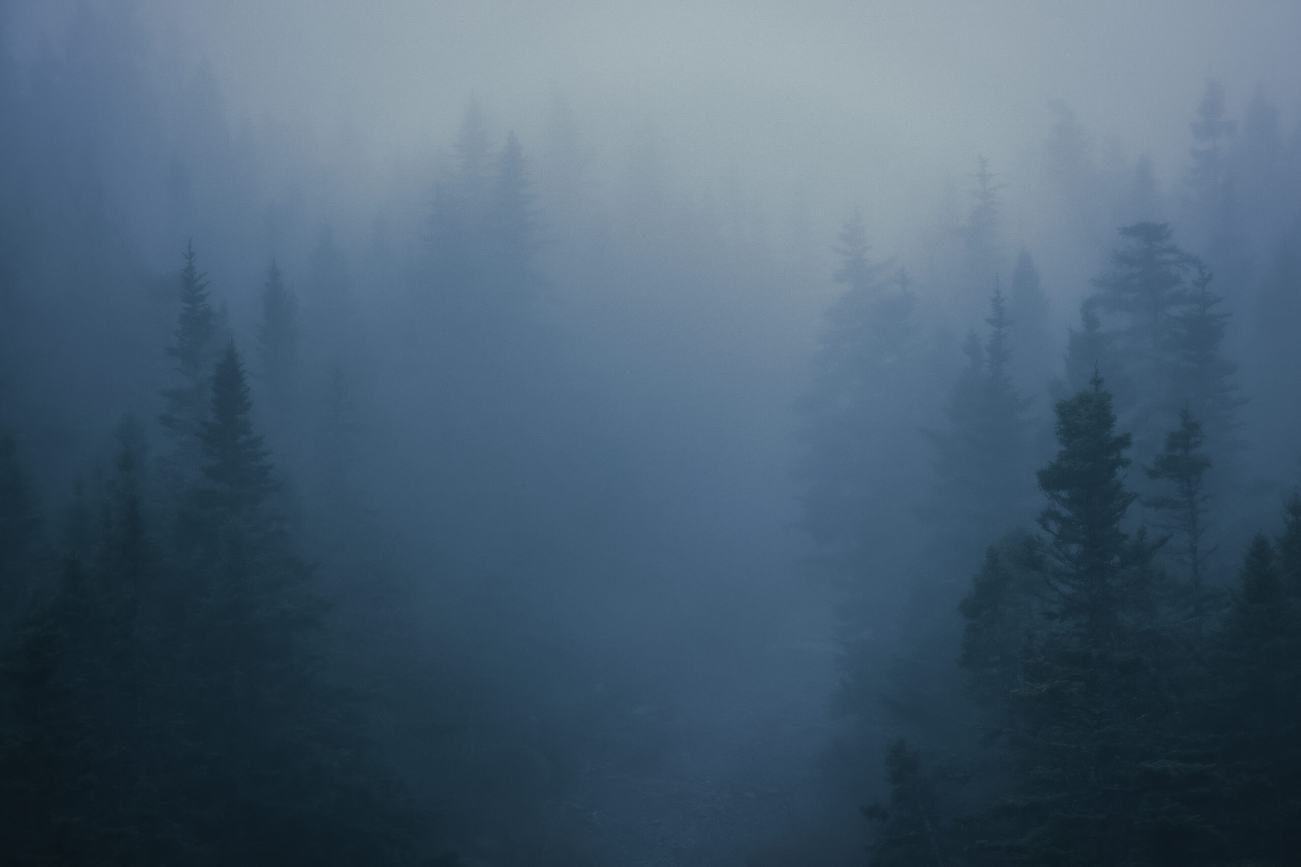 Pine trees fade into the background in thick blue fog.