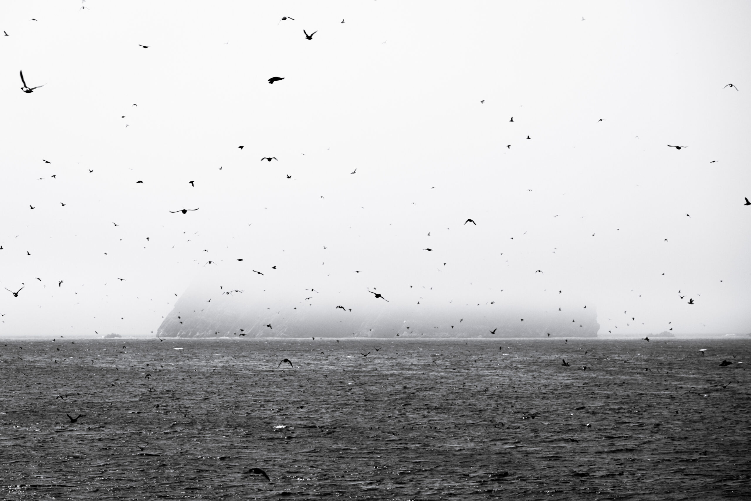 The bottom of a small island is visible as the rest of it is engulfed in thick fog. Birds are everywhere in this black and white photo.
