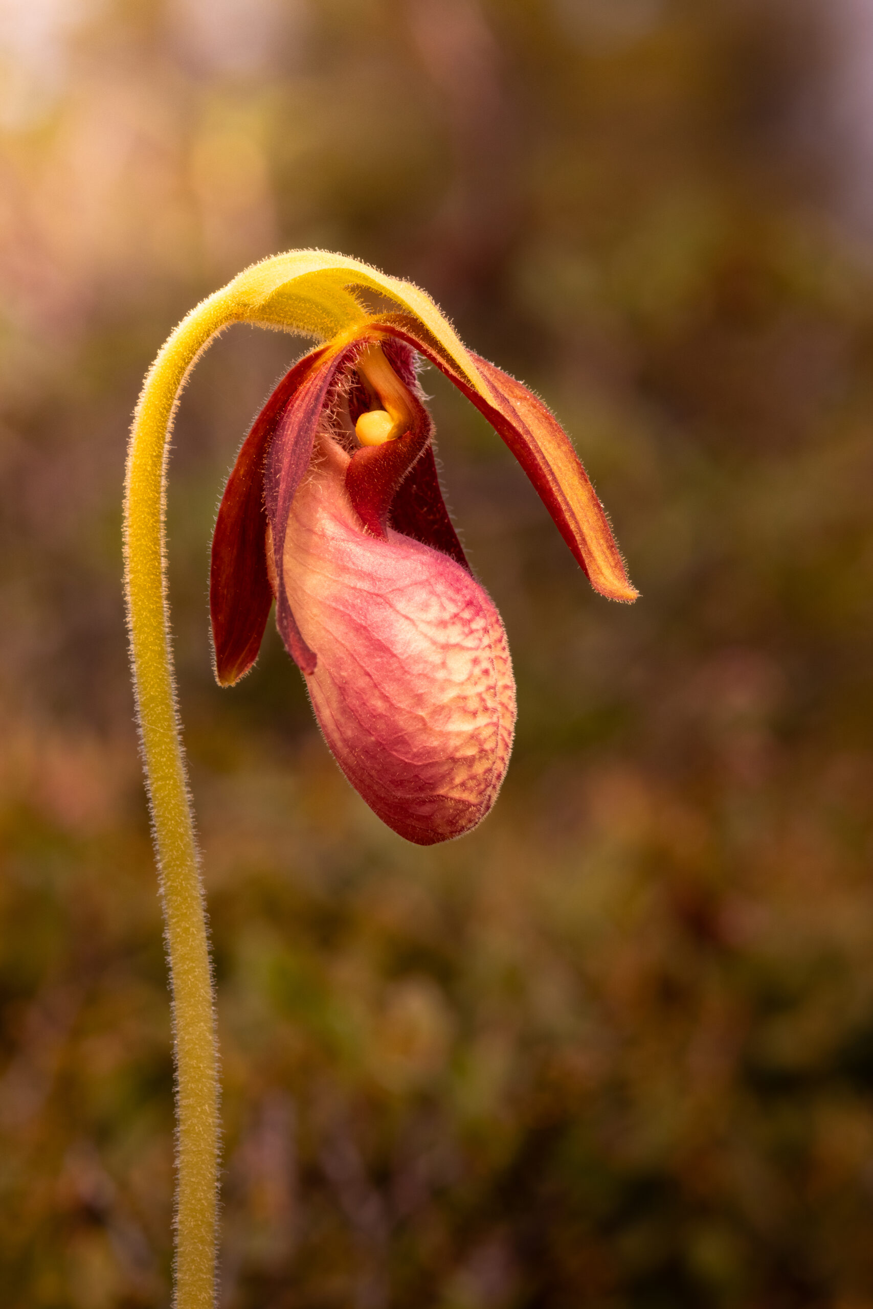 A pink lady's slipper flower stands in full bloom in this orange-hued image that casts a golden light on top of the flower. The flower is the only object in focus.