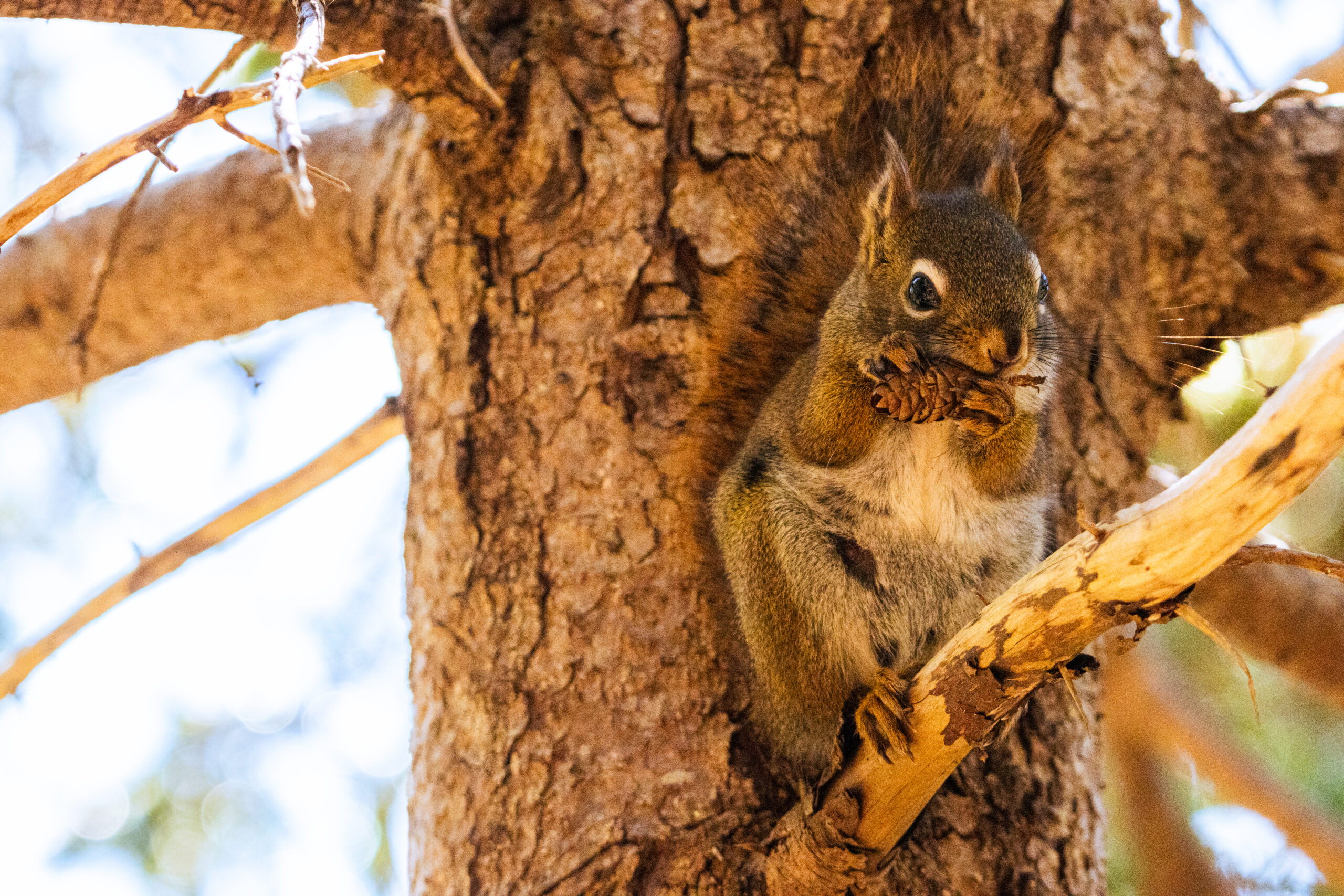 A squirrel nibbles on a tiny pinecone while perched on a branch, looking at the camera.