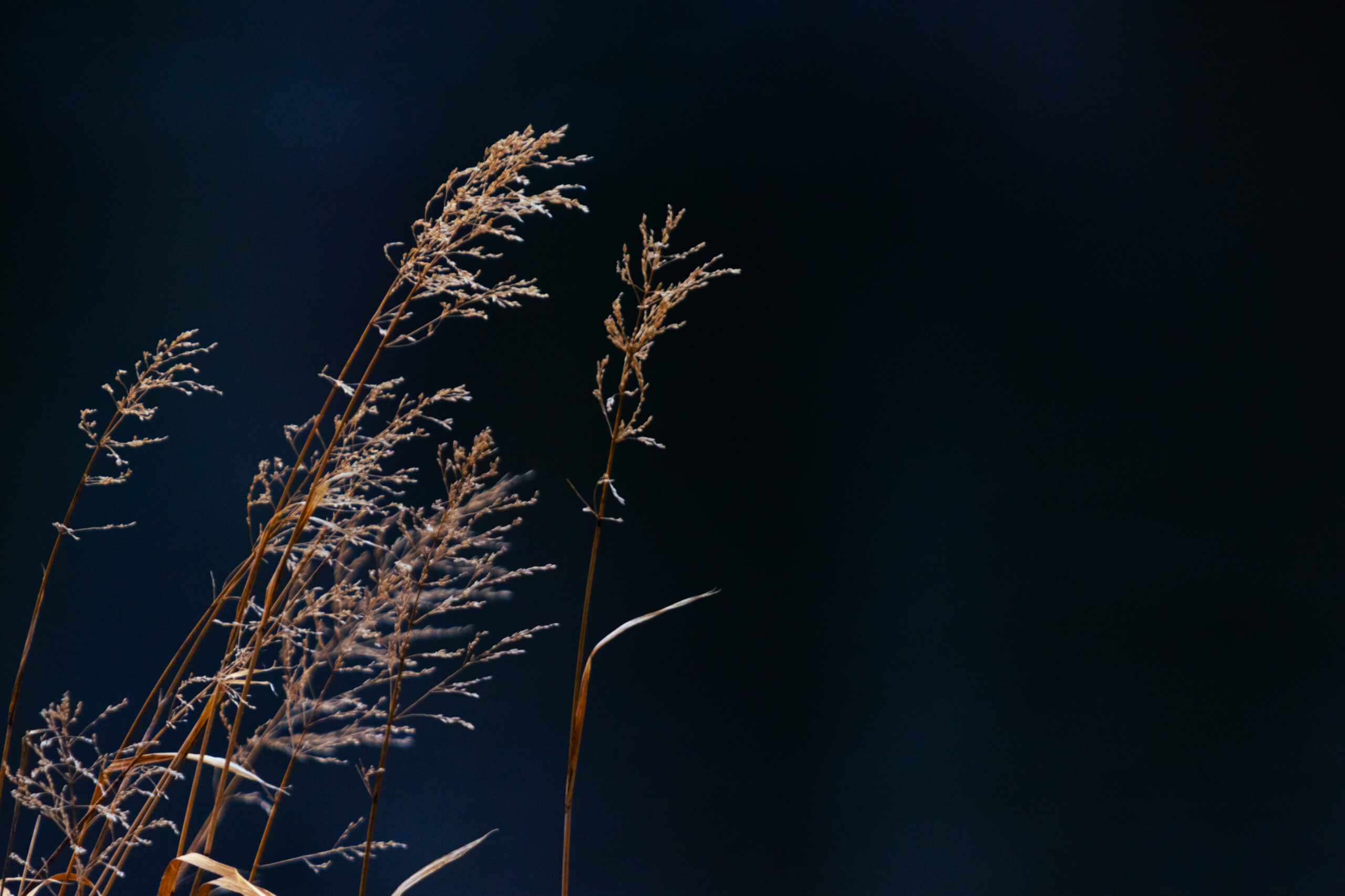Tall grass stands on the left of the image against a dark blue background.